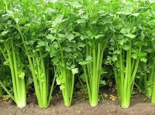 蔬菜品種：香芹
