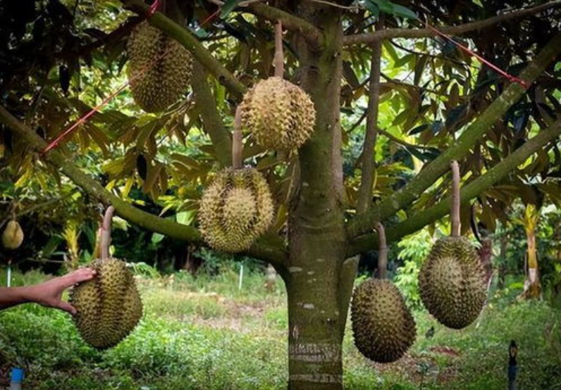 蔬菜配送中心分享報(bào)道：菲律賓榴蓮對(duì)華出口帶來(lái)新生機(jī)