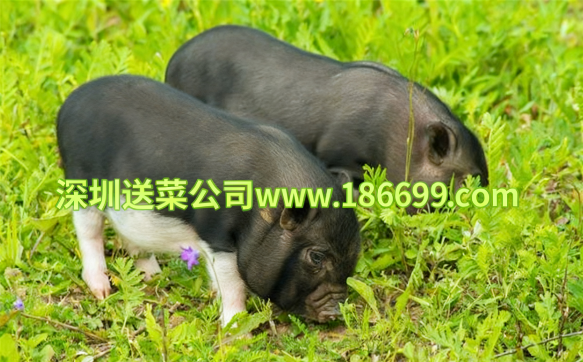 深圳送菜公司分享:冬季養(yǎng)豬增肥秘籍