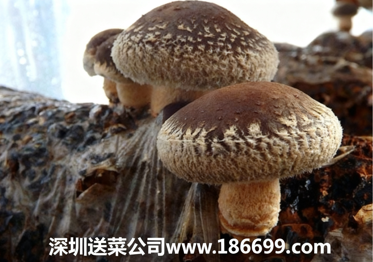 新手種香菇必看：大白話講透成本利潤+種植步驟，賺錢不用愁。