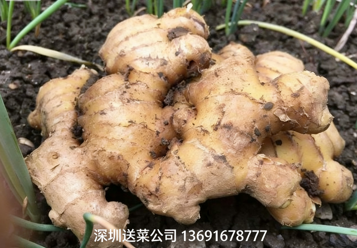 鮮姜實(shí)力派，深圳蔬菜配送公司送5大特效護(hù)您健康！