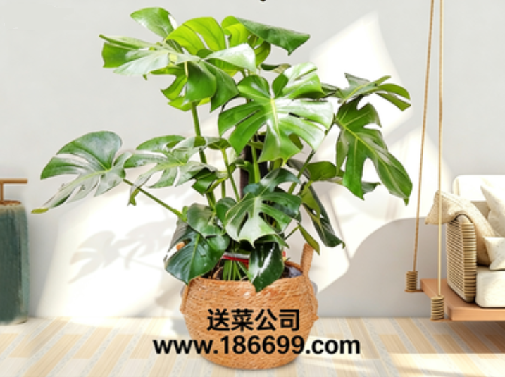 東莞蔬菜批發(fā)部與您分享：室內(nèi)盆栽頂流“龜背竹”