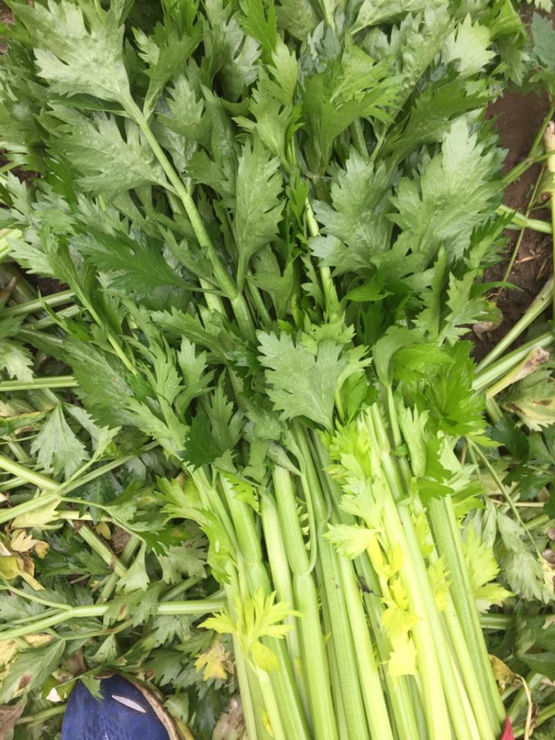 惠州生鮮蔬菜配送?中心為您科普芹菜的營(yíng)養(yǎng)價(jià)值。